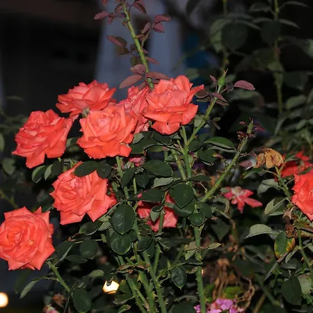 Vicky's Garden Каламакион